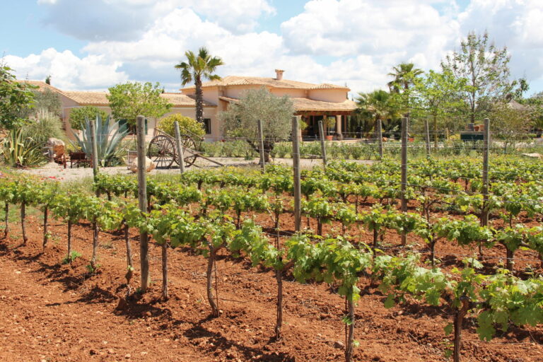 Weingut in Llucmajor © MARUCCIA
